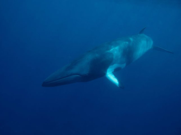 WWF onthult Japanse walvisjacht in beschermd gebied