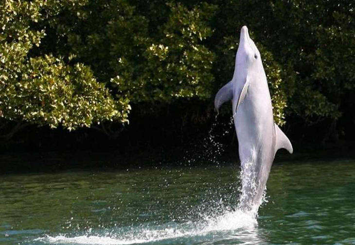 Dolfijn leert wilde soortgenoten lopen