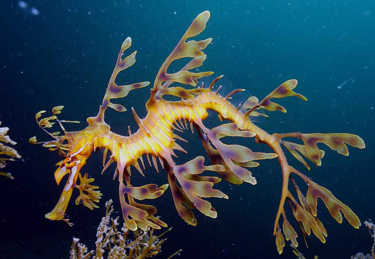Zinkende zeedraken krijgen zwembandjes in Amerikaans aquarium