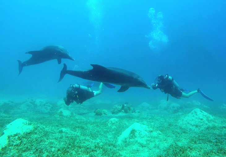 Duiken met dolfijnen in de Golf van Aqaba