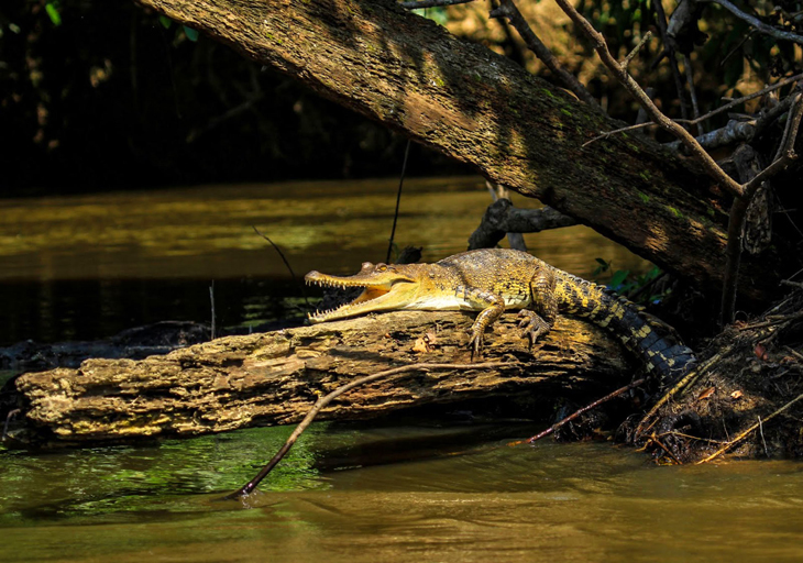 Aaibare krokodillensoort ontdekt in Centraal-Afrika