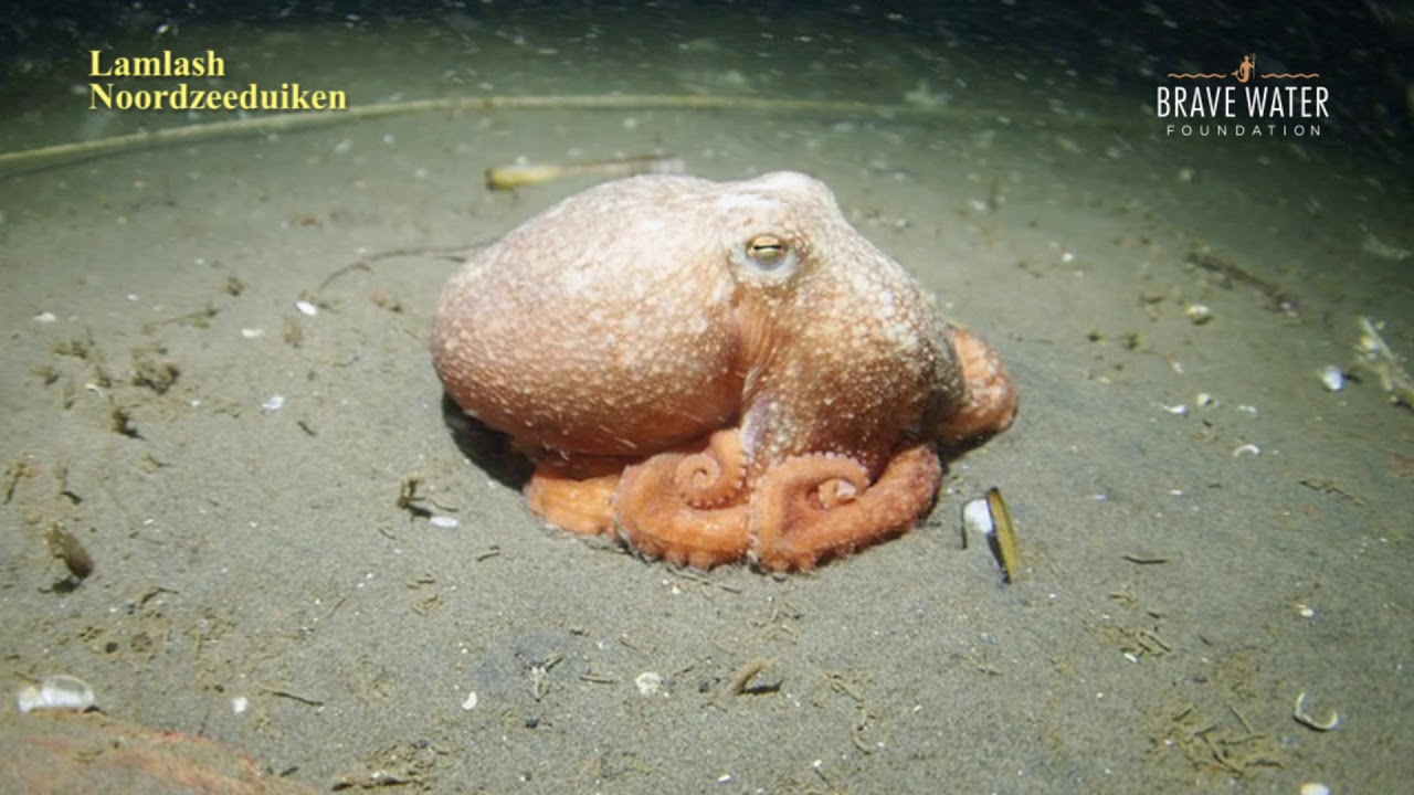 Catch of the day: Octopus in de Noordzee