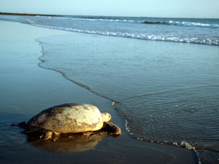 Goed nieuws: zeeschildpadden maken comeback op Indiase stranden