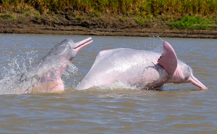 Rivierdolfijnen in Peru voor het eerst voorzien van zender