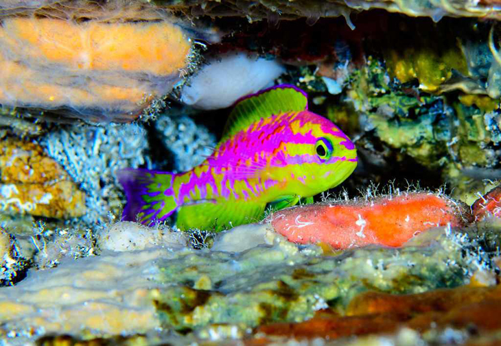 Prachtig neonkleurig visje ontdekt