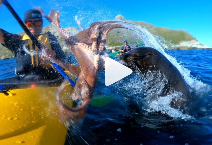 Gekker wordt het niet: zeeleeuw slaat kajakker… met octopus