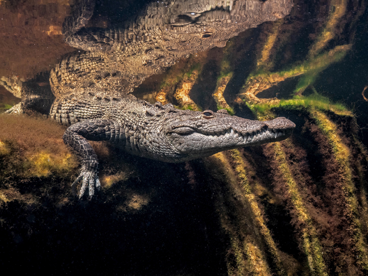 Het perfecte plaatje van een krokodil