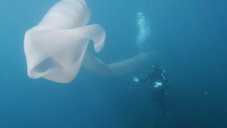 Duikers filmen gigantische zeeworm