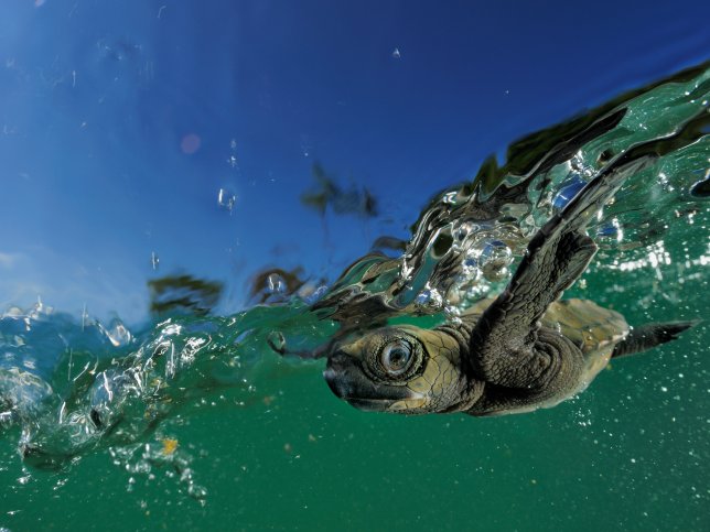 Schaduw moet zorgen voor meer mannelijke zeeschildpadden