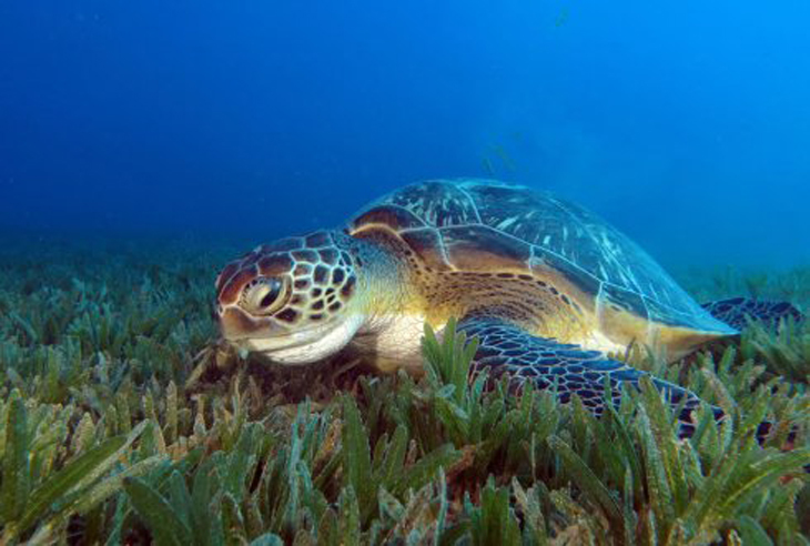 Soepschildpad delft eigen zeemansgraf door invasie van vreemd zeegras