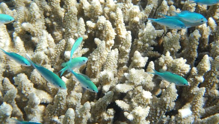 Koralen van Great Barrier Reef die ‘verbleking’ overleven zijn resistenter