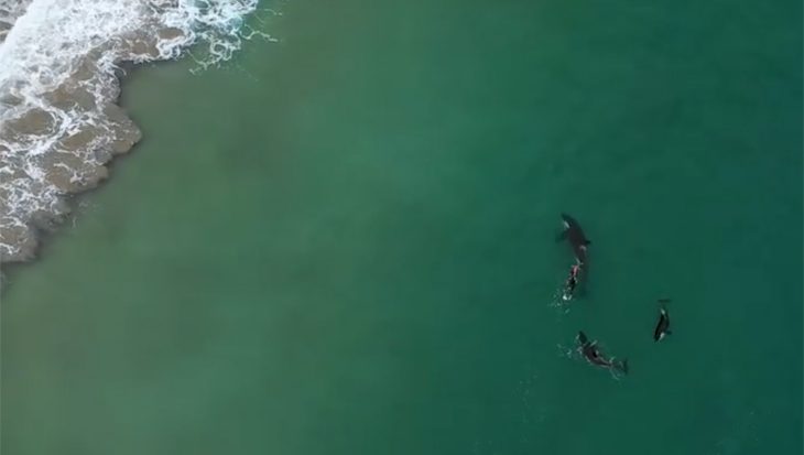 Orka’s zwemmen eindje mee met Nieuw-Zeelandse vrouw