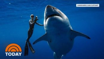 Grootste witte haai Deep Blue duikt weer op