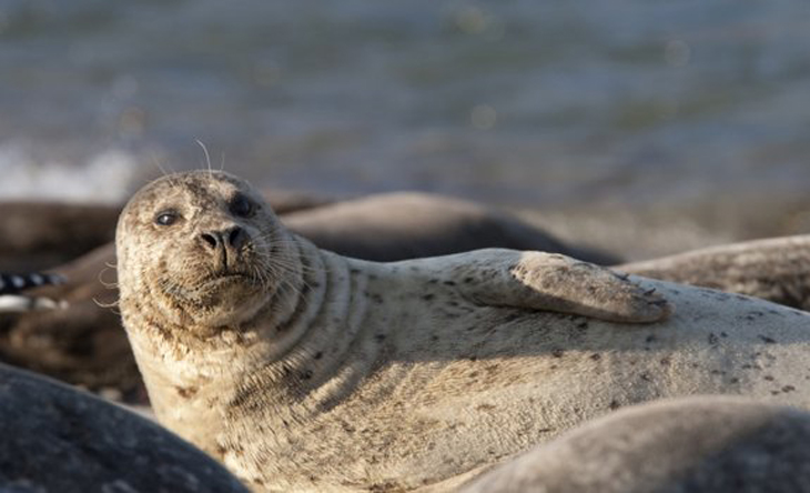 Gewone zeehonden terug als invloedrijk roofdier in Waddenzee en kustzone