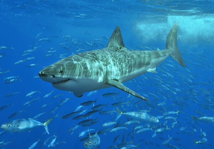 Genoom van witte haaien geeft geheimen prijs: immuun voor kanker