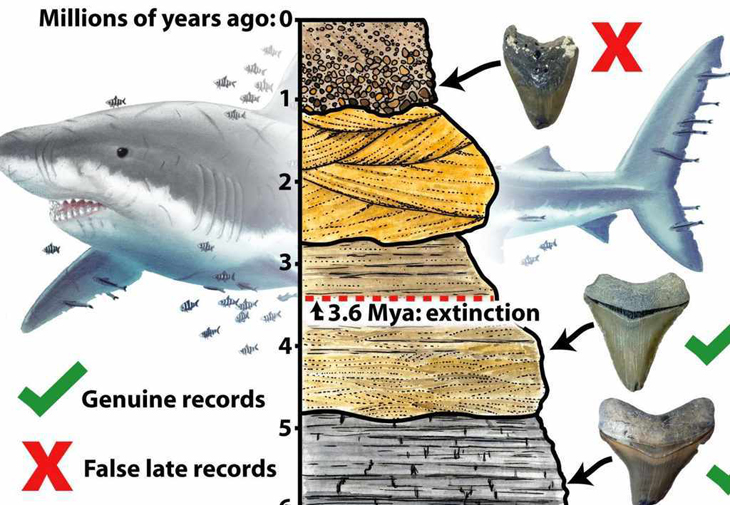 Megalodon-haai stierf veel eerder uit dan gedacht