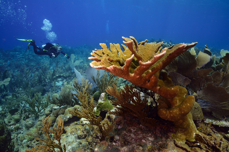 Koraalriffen hebben last van sommige zonnebrandcrèmes