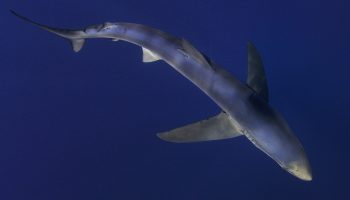 compositie blue shark