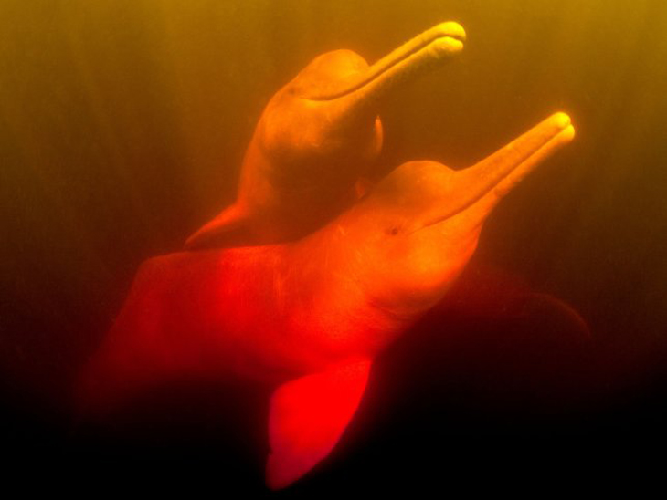 Nieuwe status voor roze rivierdolfijn op Rode Lijst: bedreigd