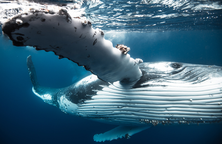 Snorkelaar op de neus van een walvis in Tonga