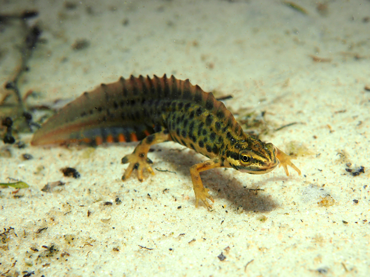 kleine watersalamander