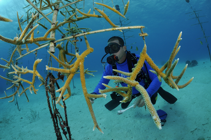 Bonaire kweekt succesvol koraal
