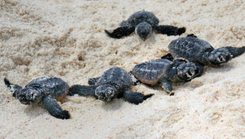 bonaire schildpadden Sea turtle