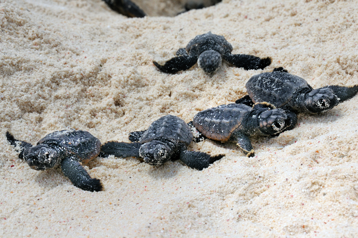 Schildpadden bescherming op Bonaire