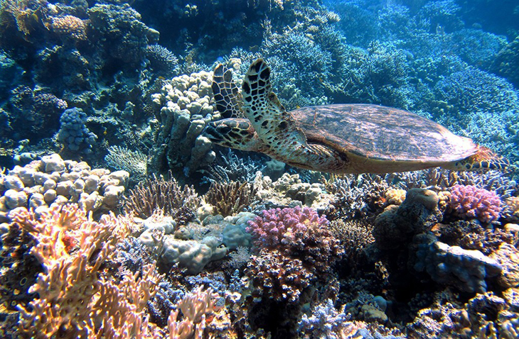 Een wereld zonder koraalriffen?