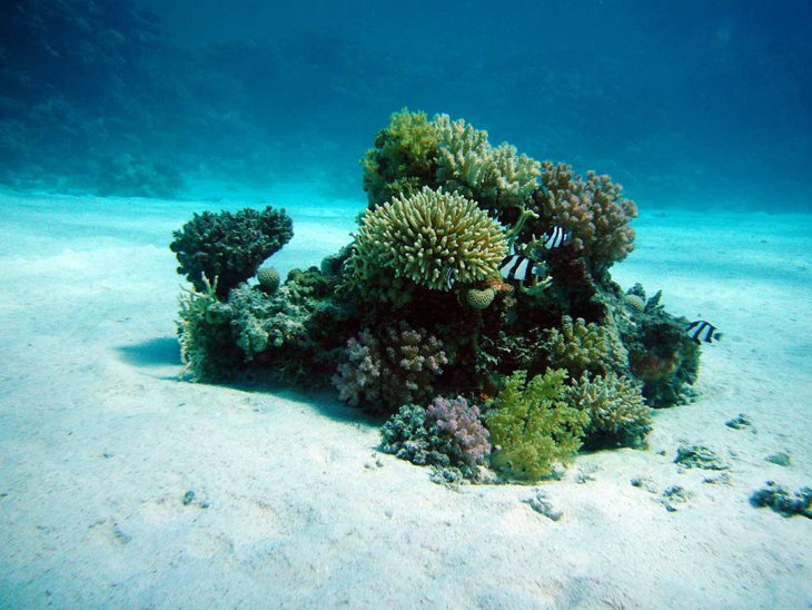 Verbleking: Koraalriffen op de evenaar minder gevoelig