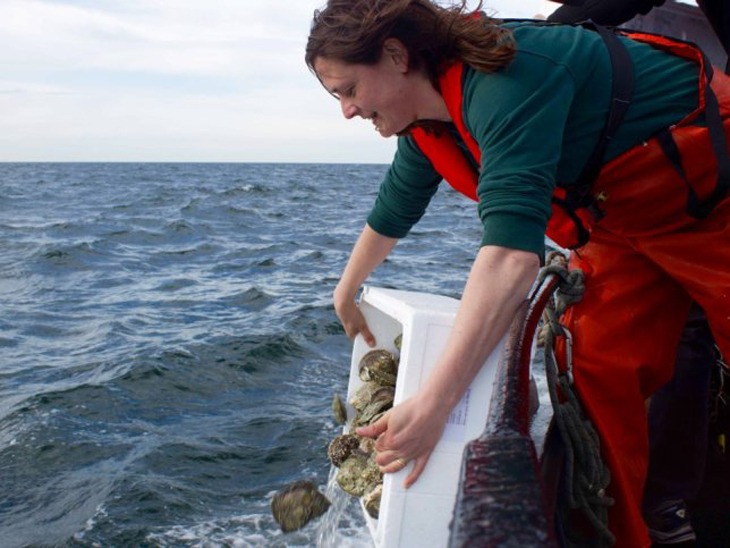 Duizenden oesters uitgezet in de Noordzee