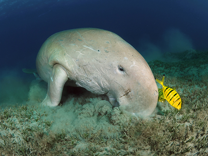 Dugong dugong