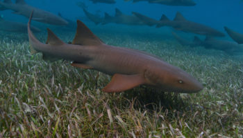 nurse shark Belize Verpleegsterhaaien
