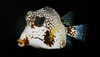 fish id