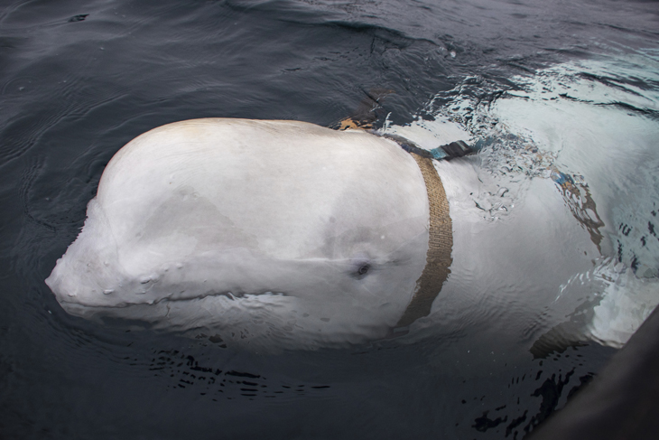 Witte dolfijn met harnas in Noorwegen