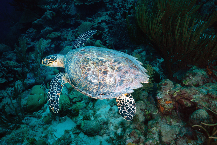 Op zoek naar jonge schildpadjes op Bonaire
