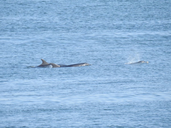 Groep dolfijnen gespot tussen Texel en Den Helder