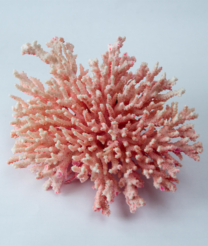 Douane koraal