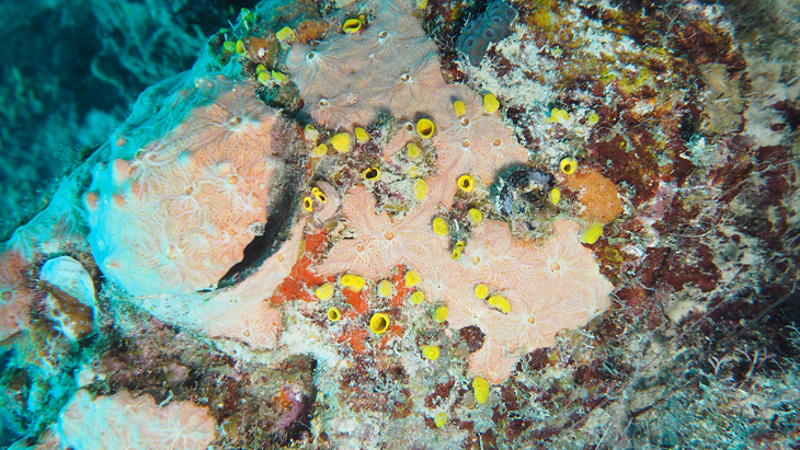 Hoe sponzen koraalriffen van binnenuit slopen