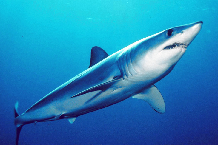 Interview met Nederlandse eigenaar duikcentrum Hurghada: dit weten we over de haaienaanvallen