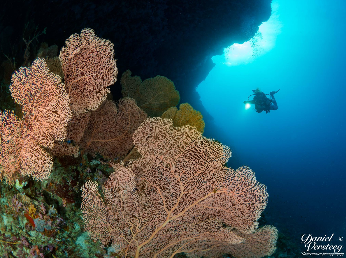 Malediven koraal