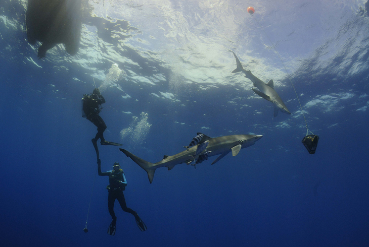 Blauwe haai experience 