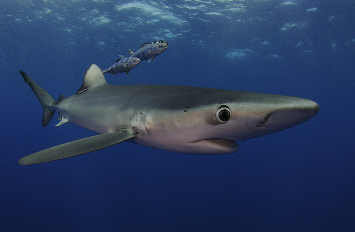 Blauwe haai experience op de Azoren
