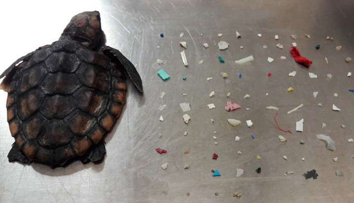 Babyschildpad met 104 stukken plastic in zijn lijf