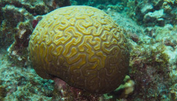 koraal Bonaire
