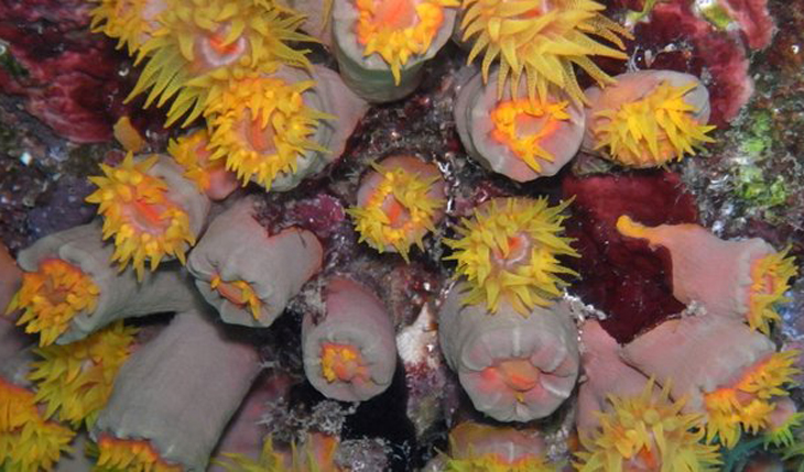Invasief koraal rond Curaçao blijkt inheemse soort