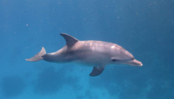 Dolphin house Hurghada