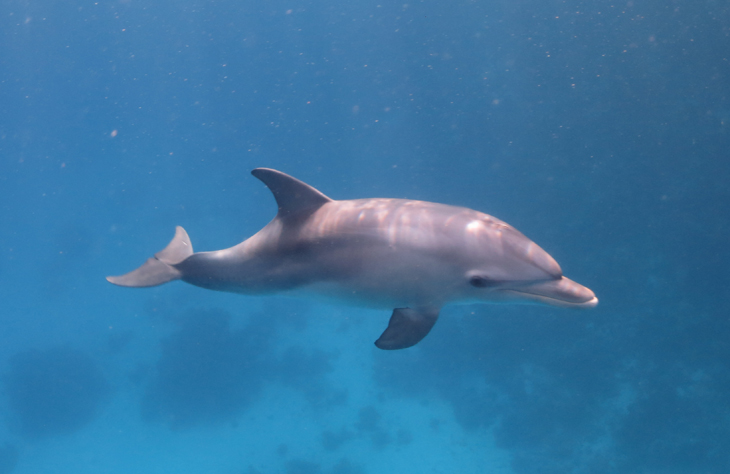 Dolphin House Hurghada… Delfina