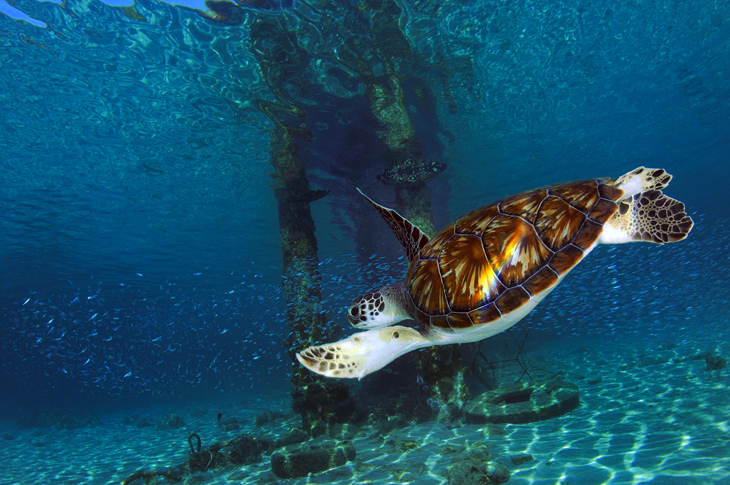 Snorkelen met schildpadden in Curaçao