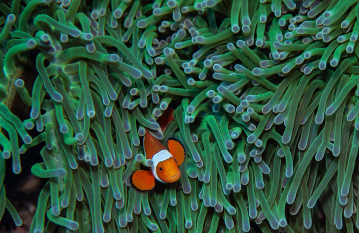 Nemo blijkt niet opgewassen tegen klimaatverandering